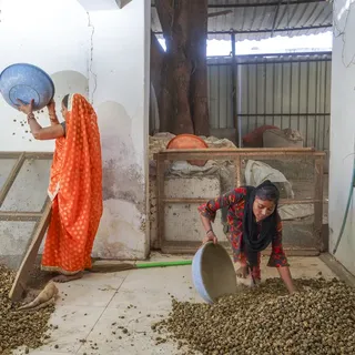 AYUSH LIFE ELEMENTS team processing bulk botanical material