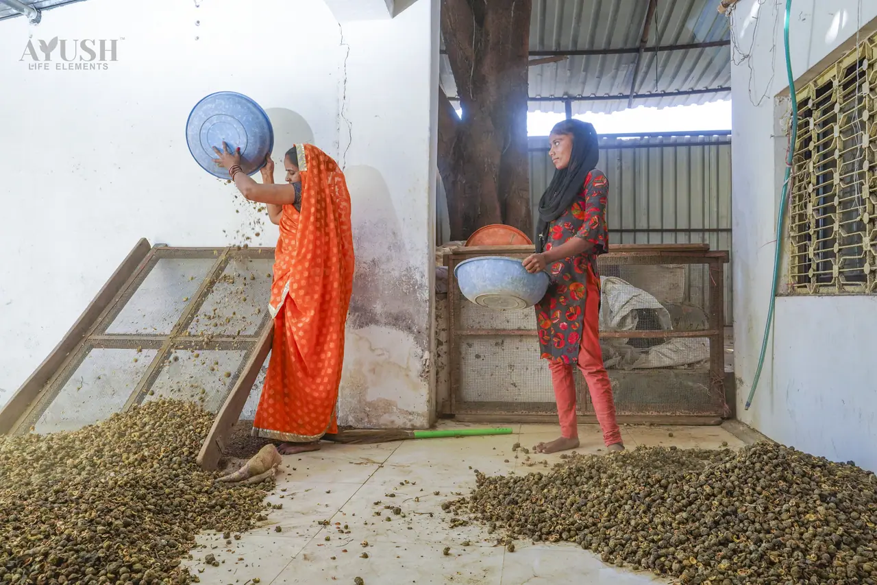 Bulk botanical material being prepared for dispatch by AYUSH LIFE ELEMENTS